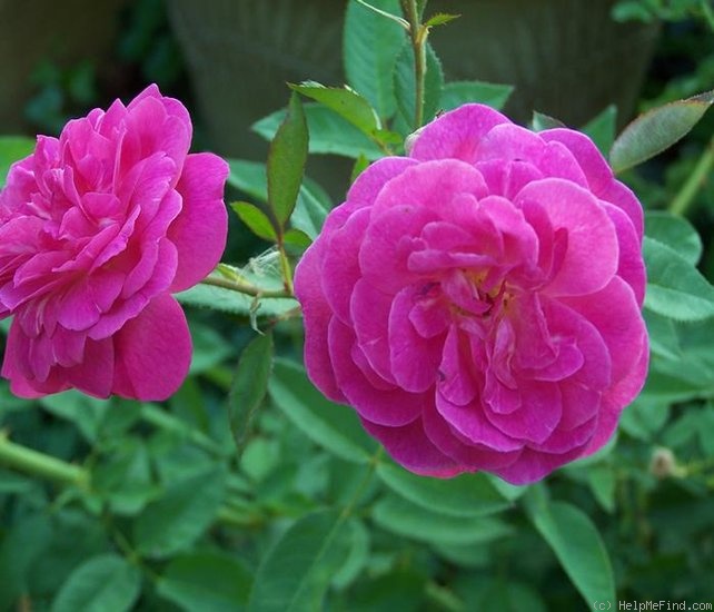 'Joseph Gourdon' rose photo