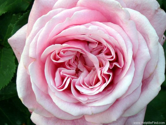 'Belinda's Dream (Shrub, Basye, 1988)' rose photo