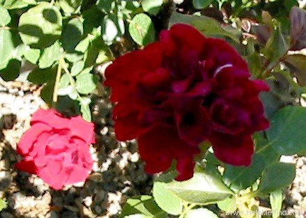 'Dream Red' rose photo