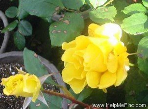 'Henry Fonda' rose photo