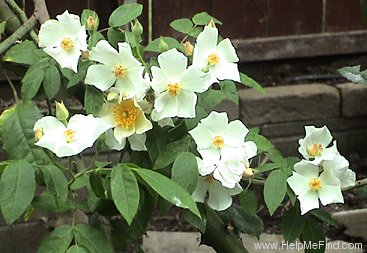 'R. moschata' rose photo