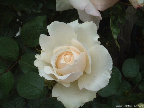 'Princess of Wales (floribunda, Harkness 1997)' rose photo
