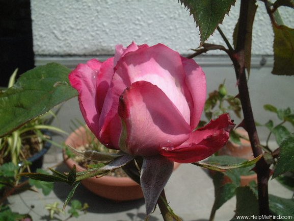 'Blue River ® (hybrid tea, Kordes, 1984)' rose photo