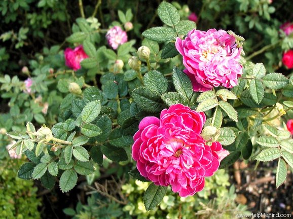 'Le Pompon de Bourgogne' rose photo