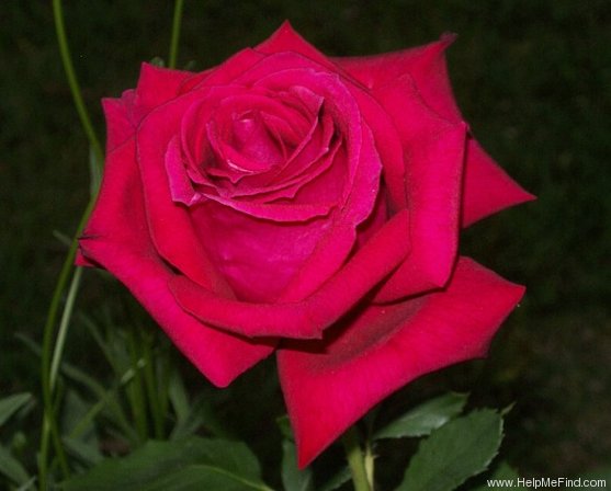 'Proud Land' rose photo