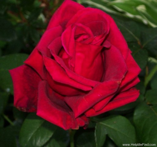 'Mister Lincoln' rose photo