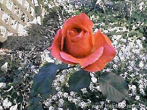 'Camelot (grandiflora, Swim & Weeks, 1964)' rose photo