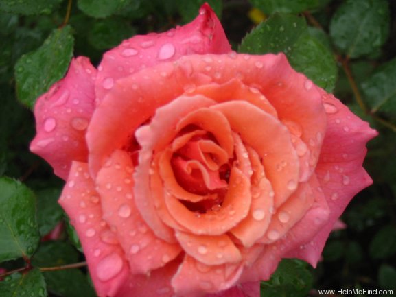 'Honeysweet' rose photo