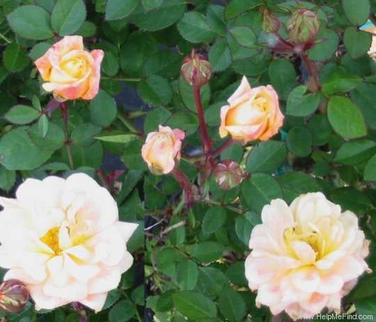 'Amber Flash ™' rose photo