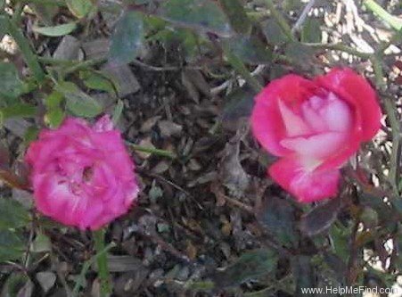 'Andrea (miniature, Moore 1971)' rose photo