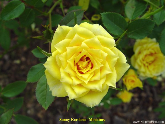 'Sunny Kordana ™' rose photo
