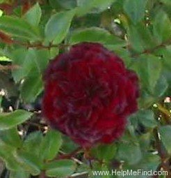 'My Valentine ™ (miniature, Moore, 1975)' rose photo