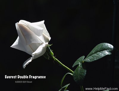 'Everest Double Fragrance (floribunda, Beales 1975)' rose photo