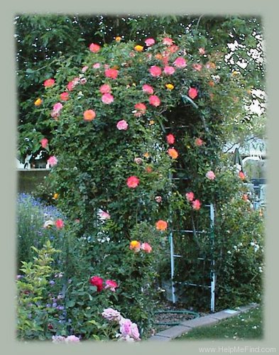 'Spectra' rose photo