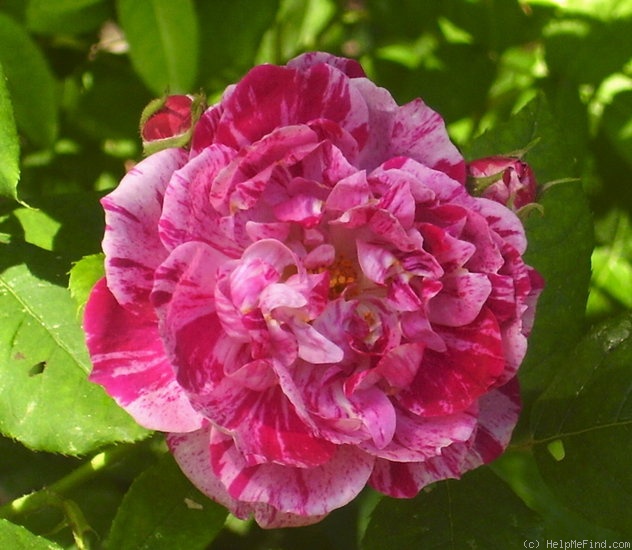 'Belle Doria (gallica, parmentier, pre 1847)' rose photo