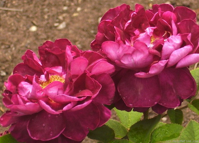 'Tuscany Superb' rose photo