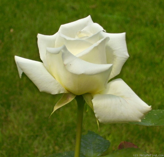 'Pope John Paul II ™ (Hybrid Tea, Zary, 2006)' rose photo