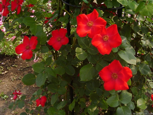 'Altissimo (Large-flowered Climber, Delbard-Chabert, 1966)' rose photo