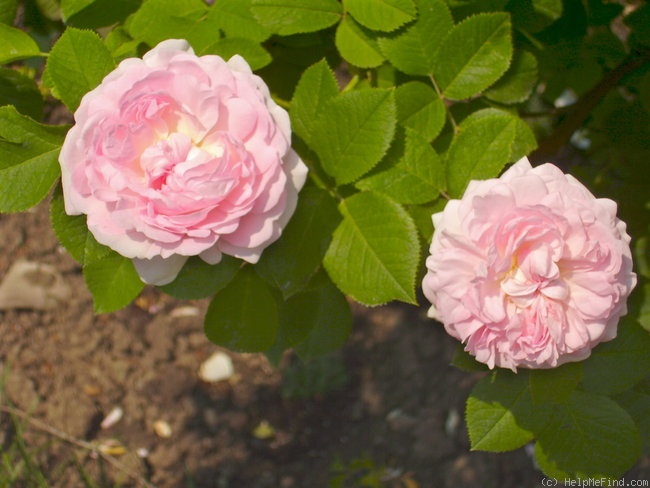 'Chloris (alba, Descemet, pre 1815)' rose photo