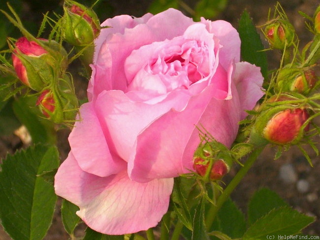 'Miranda (Portland, de Sansal, 1869)' rose photo