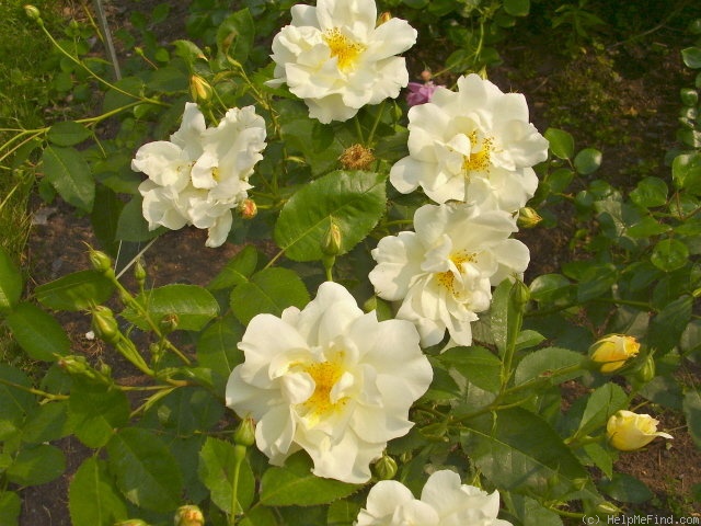 'Windrush' rose photo