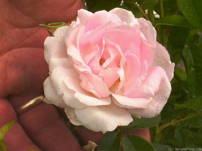 'Duchesse d'Angoulême (hybrid gallica, Vibert, 1821)' rose photo