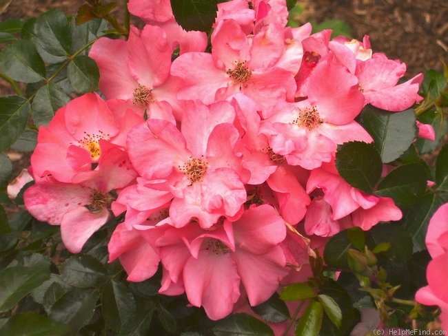 'Flower Carpet ® Coral' rose photo