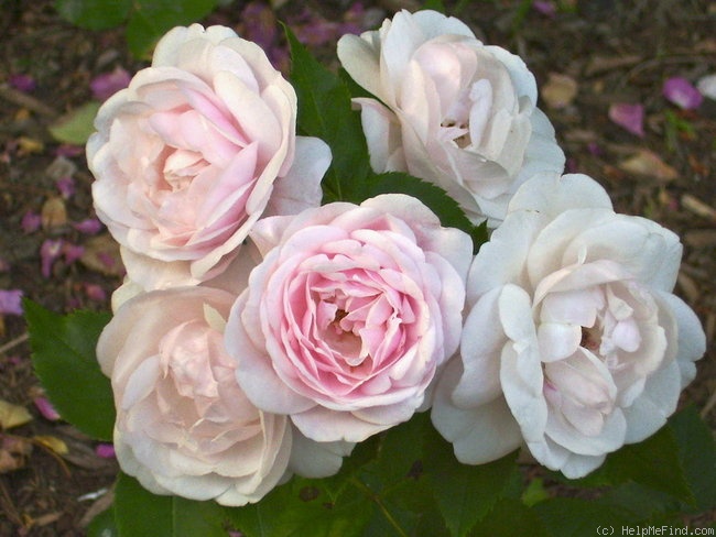 'Madame Souchet' rose photo