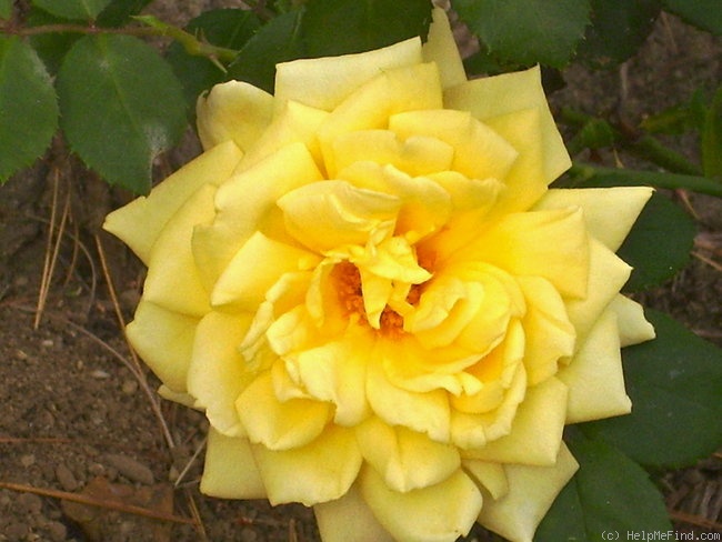 'Golden Arctic' rose photo