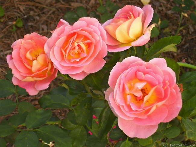 'Lafter' rose photo