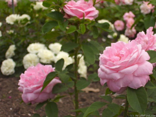 'Baroness Rothschild' rose photo