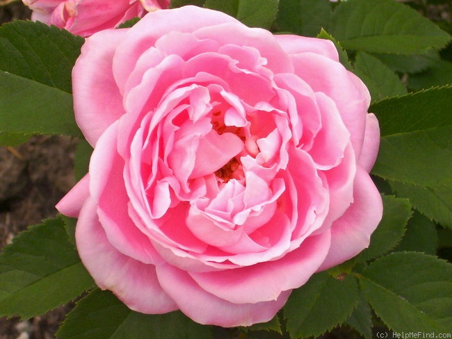 'Baroness Rothschild' rose photo