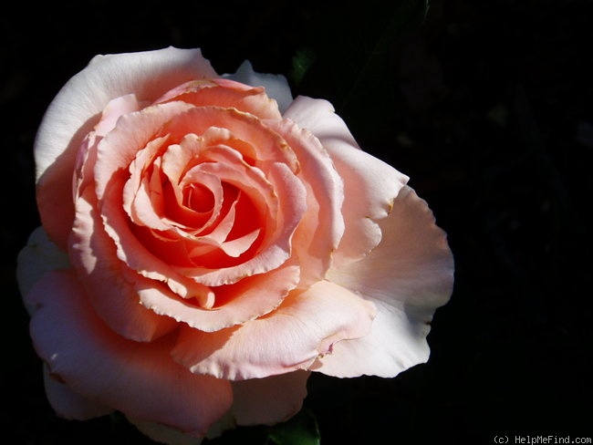 'Just Joey (Hybrid Tea, Cants, 1972)' rose photo