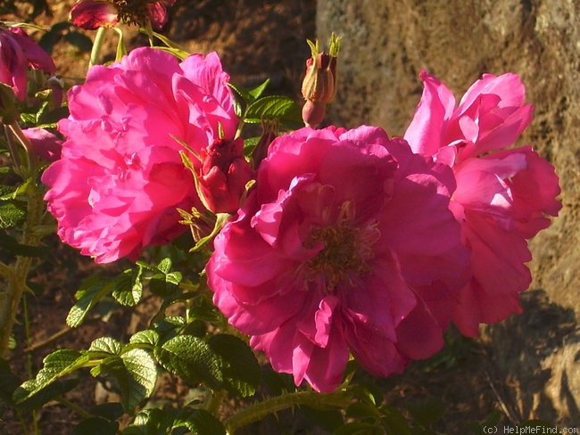 'Amélie Gravereaux' rose photo