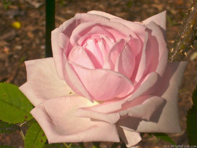 'Gloire Des Mousseux' rose photo