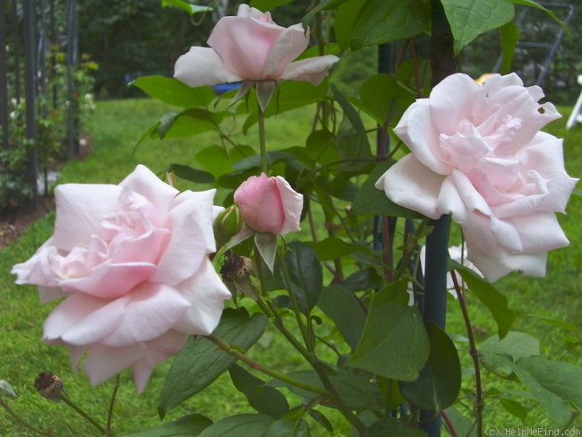 'New Dawn (large flowered climber, Dreer 1930)' rose photo