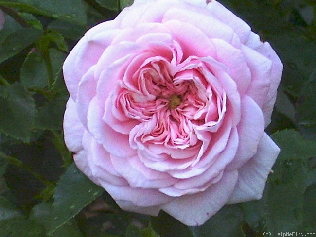 'Octavia Hill (Floribunda, Harkness, 1995)' rose photo