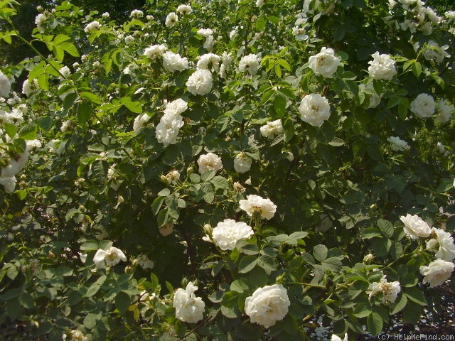 'Alba Maxima' rose photo