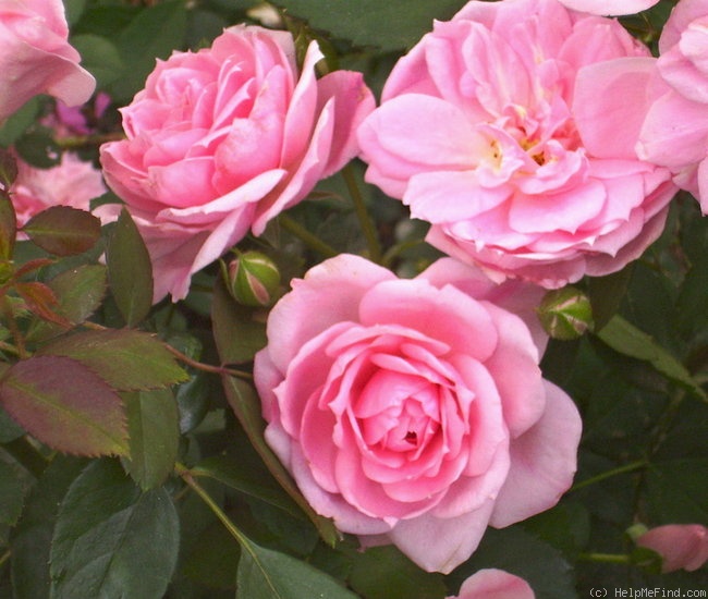 'Prairie Joy' rose photo