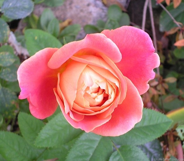 'Maria Peral' rose photo