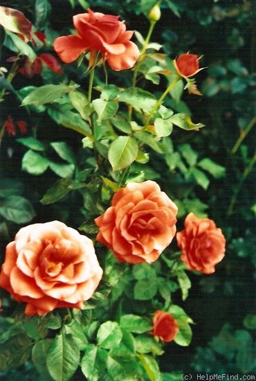 'Candelabra ™' rose photo
