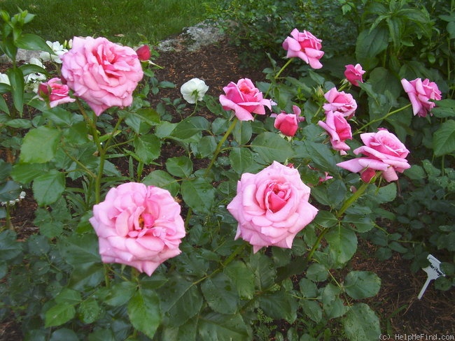 'Aloha (cl. hybrid tea, Boerner before 1949)' rose photo