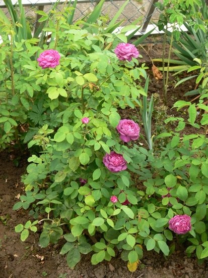 'Flor's Rose Garden'  photo