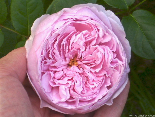 'Spirit Of Freedom' rose photo