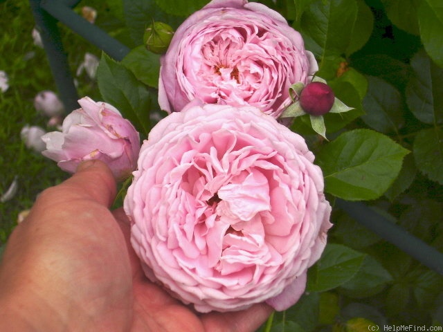 'Spirit Of Freedom' rose photo