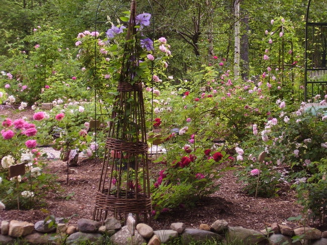 'Celeste's Rescued Rose Ranch'  photo