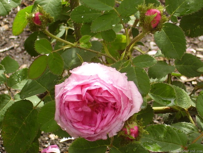 'Crested Moss' rose photo