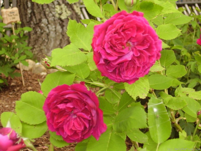 'Alfred Colomb (Hybrid Perpetual, Lacharme, 1865)' rose photo
