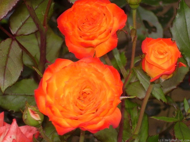 'Charisma (floribunda, Jelly 1968)' rose photo