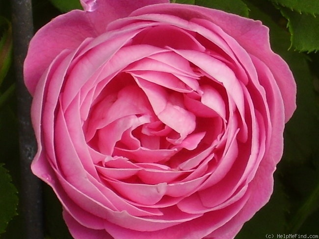 'Reine Victoria (bourbon, Schwartz, 1872)' rose photo